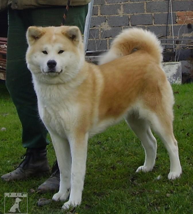 194-0-akita-inu.jpg