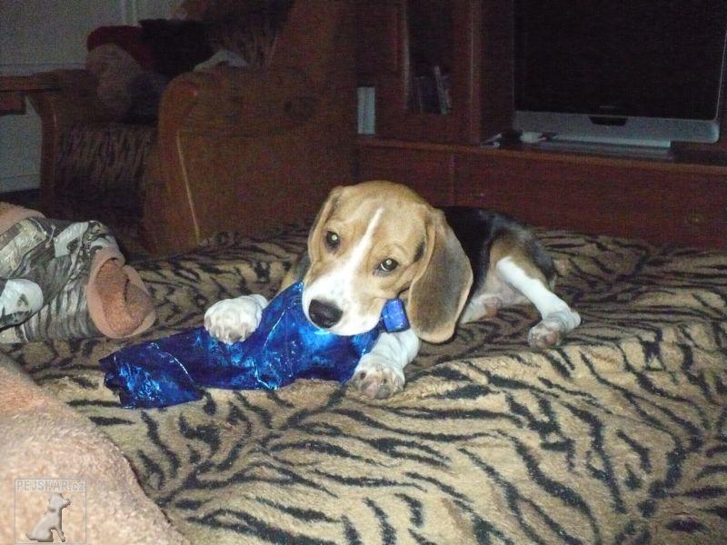 417-2-bigl-tez-beagle.jpg