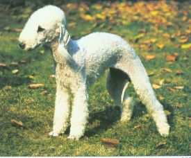Bedlington terier.jpg